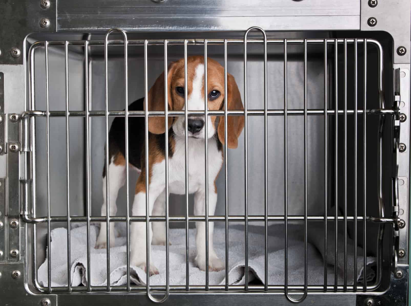 Home Office statistics reveal no meaningful decline in UK animal experiments in a decade despite government pledge